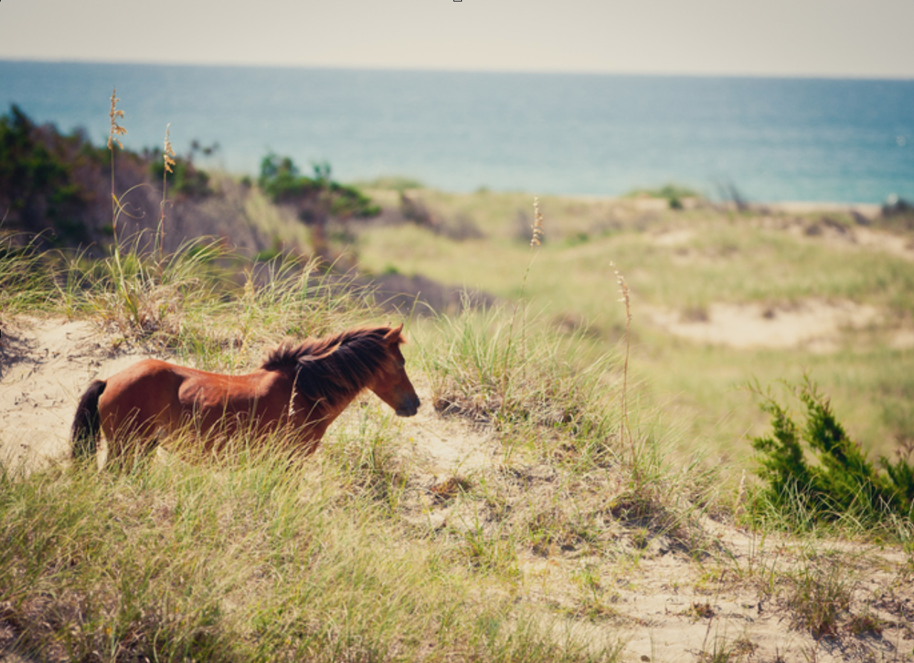 Wild horses on a beach in beautiful Outer Banks, North Carolina.